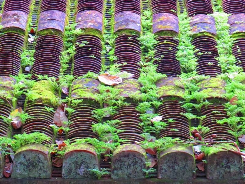 mái ngói rêu phong